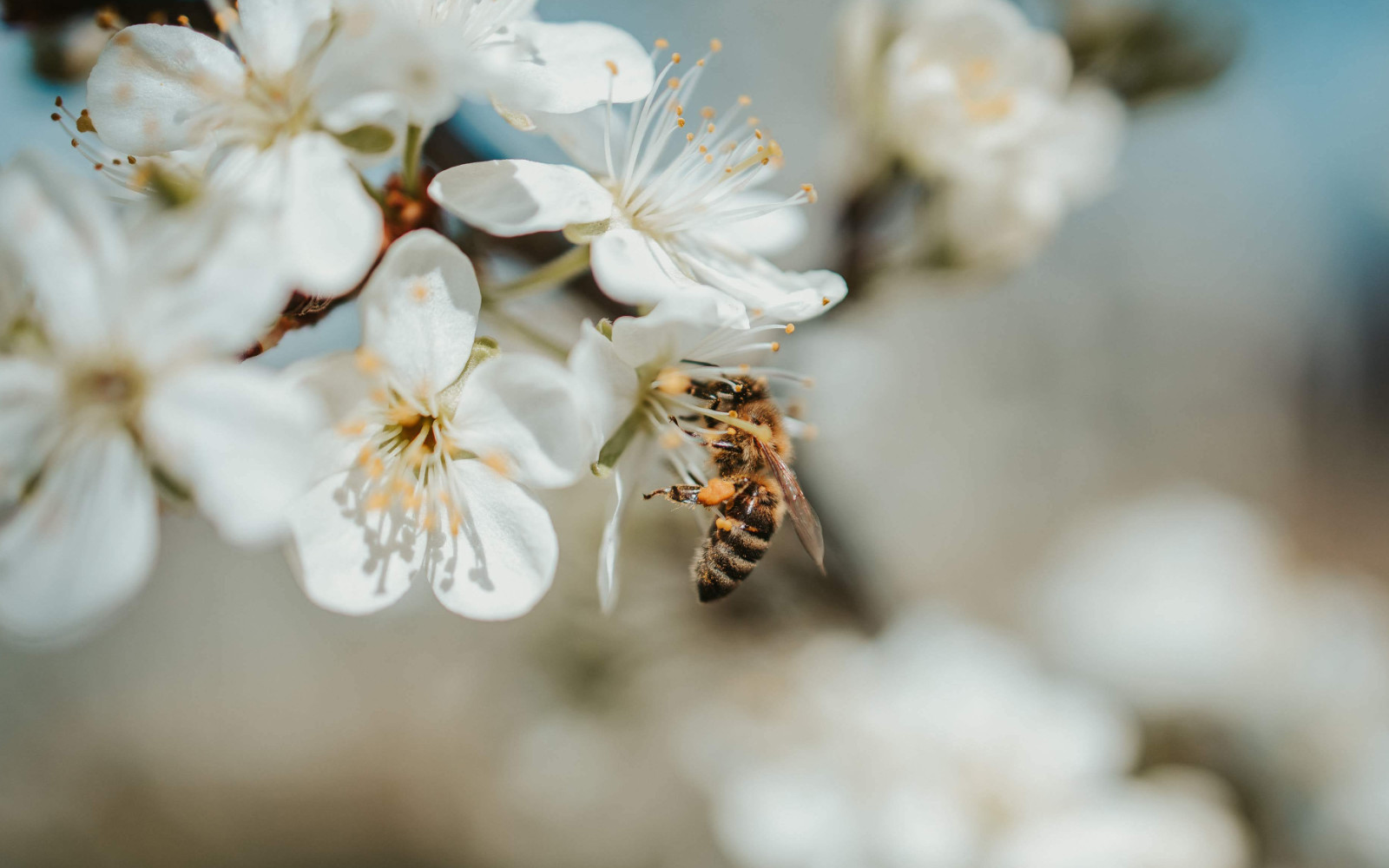 Ko travniki cvetijo, čebele živijo