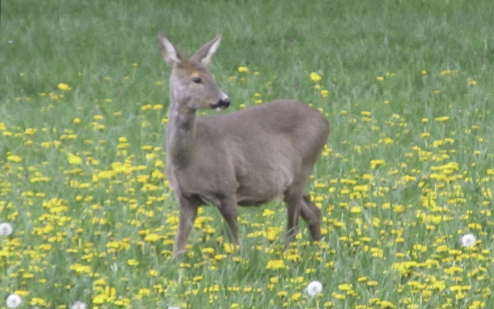 Vedno večji povoz divjadi na cestah