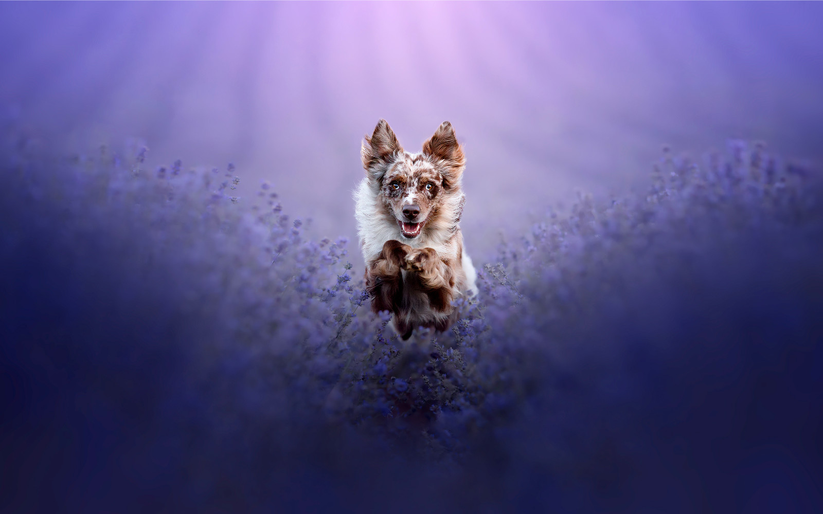 Ko pes ni več “le pes”